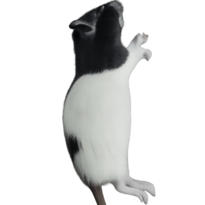 Szczur mrożony 50-70g